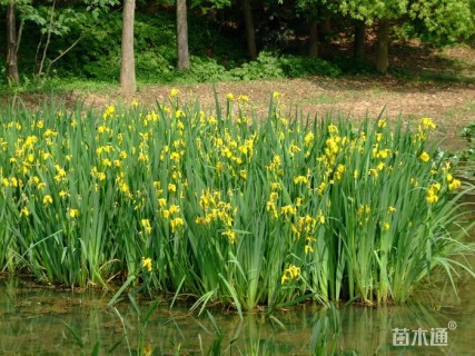 高度20厘米黄菖蒲