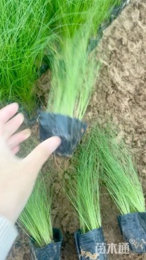 高度35厘米墨西哥羽毛草