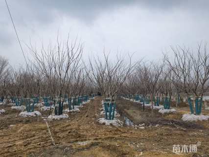 75公分丛生朴树