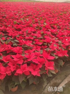 高度30厘米一串红