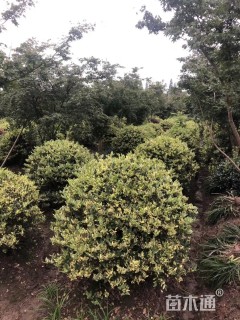 高度120厘米花叶女贞球