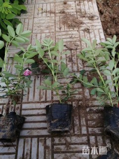 高度15厘米四季玫瑰