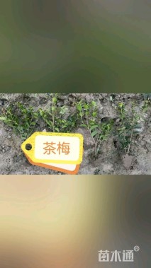 高度25厘米茶梅