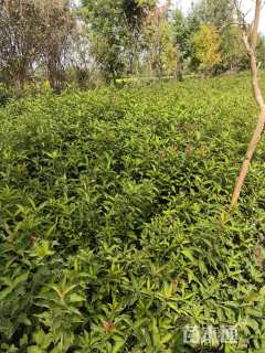 高度80厘米红王子锦带