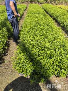 高度40厘米小叶栀子