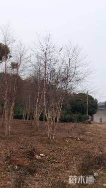 高度500厘米丛生白桦