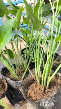 高度20厘米梭鱼草