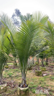 裸干高20厘米国王椰子