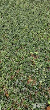 高度5厘米玉龙草