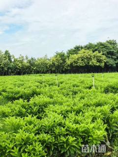 高度80厘米非洲茉莉