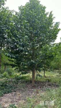 18公分乐昌含笑