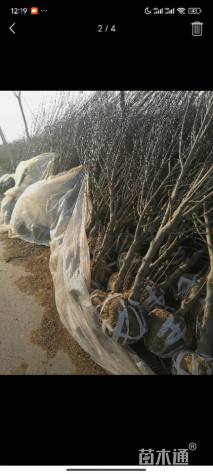 高度300厘米木槿