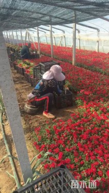 高度20厘米美女樱