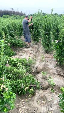 高度120厘米大叶黄杨