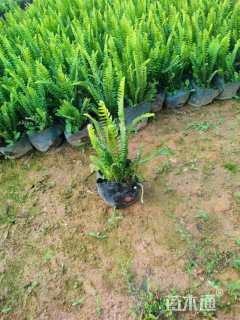 高度24厘米肾蕨