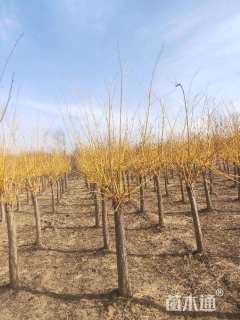 7公分矮杆金枝槐