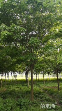 19公分榉树