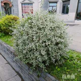 高度30厘米灌从石蚕