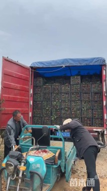 高度60厘米坡地毛冠草