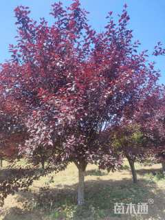 10公分紫叶矮樱