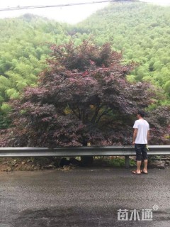 20公分中国红枫