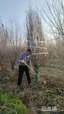 12公分八棱海棠