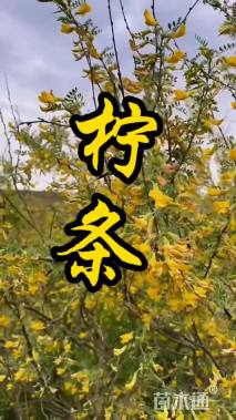 高度80厘米柠条