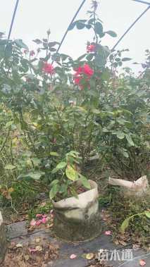 高度80厘米丛生月季