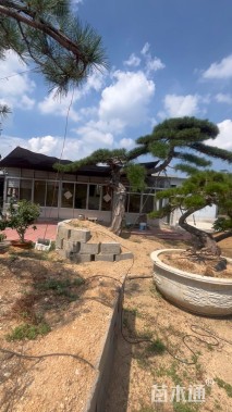 高度200厘米庭院松