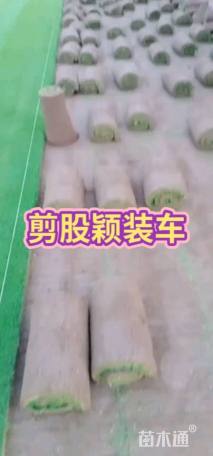 草卷状普通绿地-->翦股颖