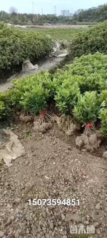 高度30厘米杜鹃