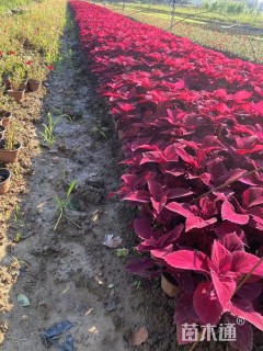 高度15厘米彩叶草