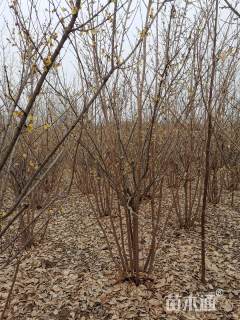 高度280厘米蜡梅