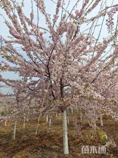 11公分大寒樱花