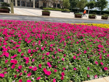高度12厘米矮牵牛