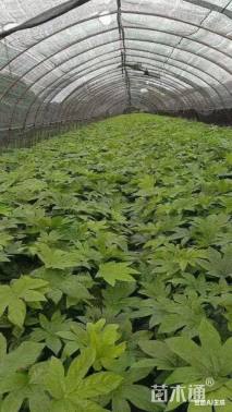 高度40厘米八角金盘小苗