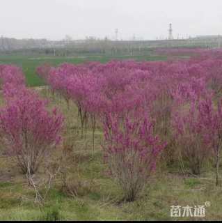 高度400厘米紫荆