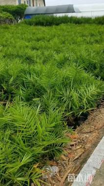 裸干高1厘米银海枣