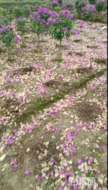 高度70厘米三角梅