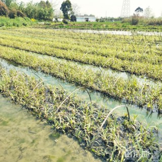 高度10厘米花叶芦苇