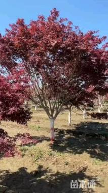 10公分美国红枫