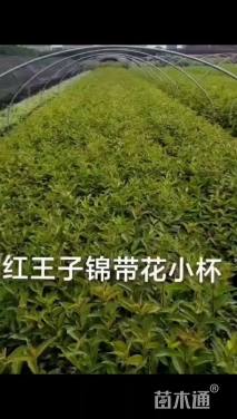 高度20厘米红王子锦带