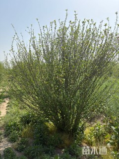 高度250厘米丛生木槿