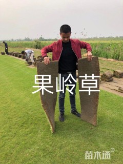 草块状百慕大草