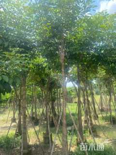 10公分红花风铃木