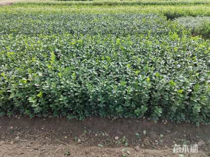 高度40厘米大叶黄杨