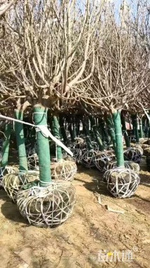 10公分高杆樱花