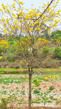 12公分黄花风铃木