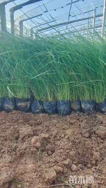 高度20厘米粉黛乱子草