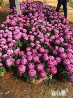 高度60厘米菊花